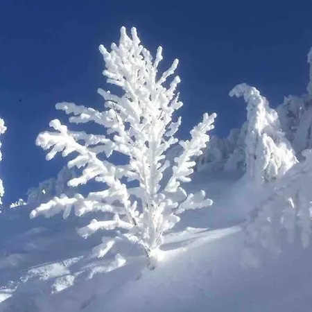 Cosy Lisiere De Foret Xonrupt-Longemer