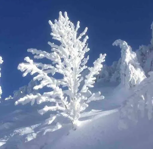 Cosy Lisiere De Foret Xonrupt-Longemer